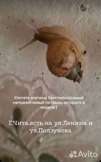 Улитка