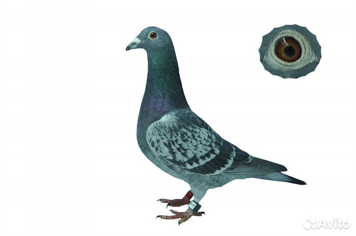 Спортивные голуби. Почтовые голуби 