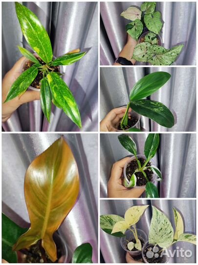 Филодендроны, сингониумы, эпипремнум