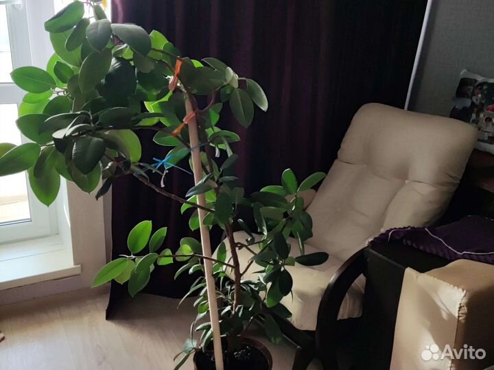 Фикус взрослый с горшком