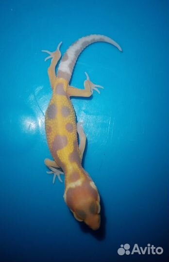 Эублефар малыши