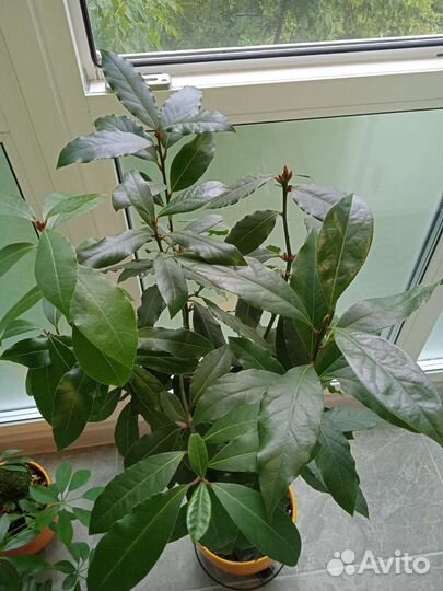 Лавр благородный