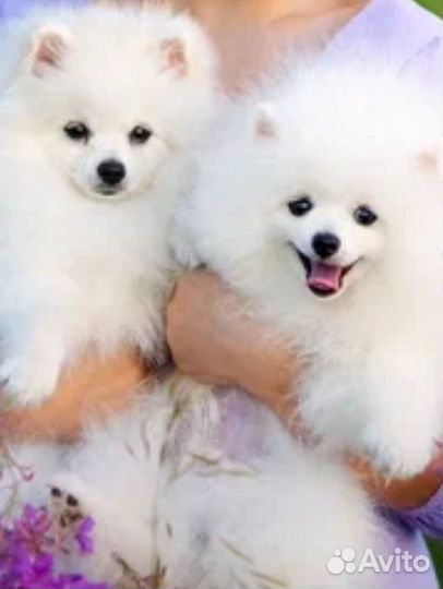 Мини шпиц щенки