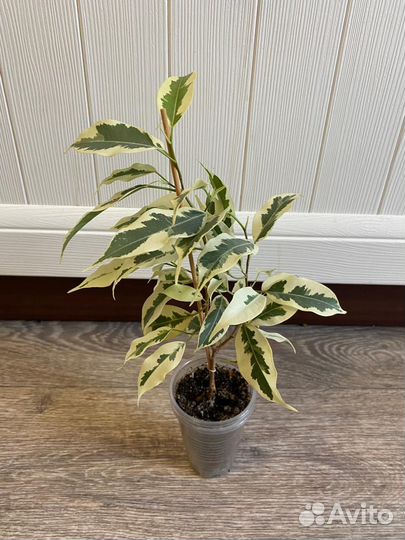 Фикус бенджамина де гантель