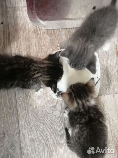 Отдам котят