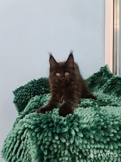 Мейн-кун уголёк