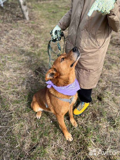 Собака в добрые руки
