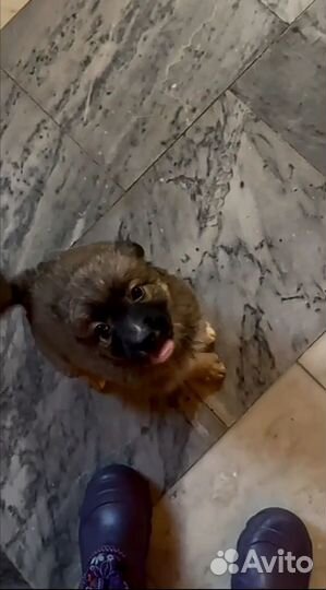 Щенок в добрые руки