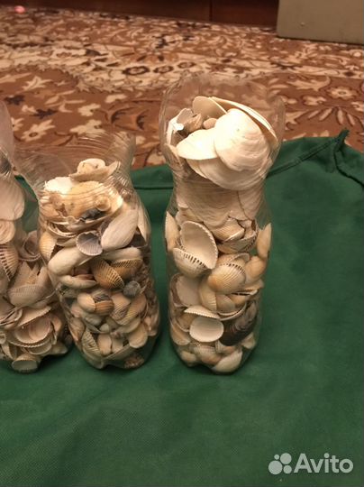 Ракушка с Азовского моря