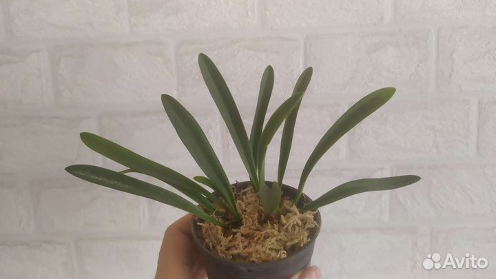 Масдеваллия