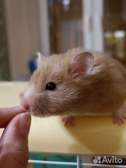 Сирийский хомяк с клеткой