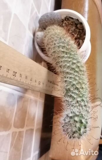 Кактус маммилярия Бомбицина