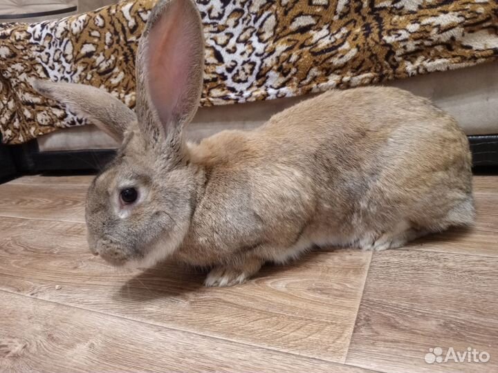 Кролики мясных пород