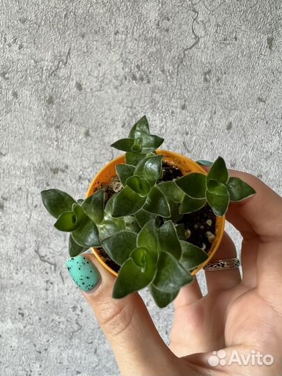 Суккулент микс: крестовник, хавортия, крассула