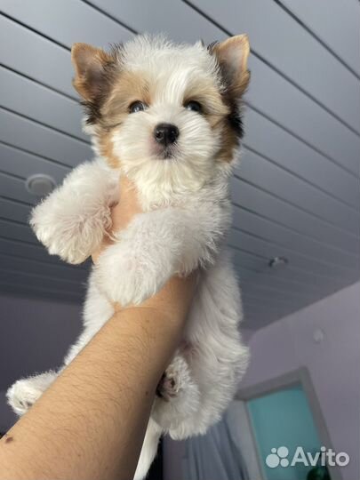 Мини мальчик йорк блюберри