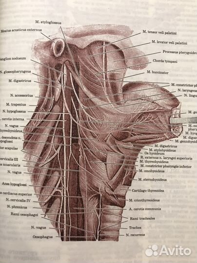 Атлас Анатомии Воробьев