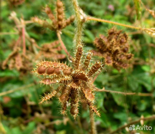 Мимоза стыдливая, семена