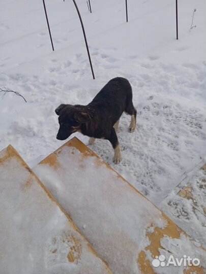 Отдам в добрые руки