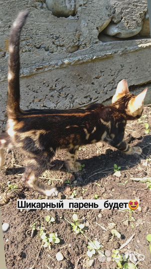 Котята бенгалы