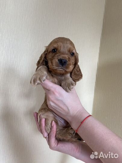 Кокер спаниель