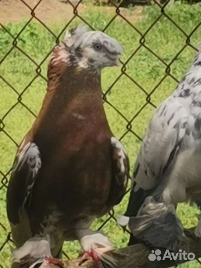 Продам всю партию. Узбеки бакинцы такла