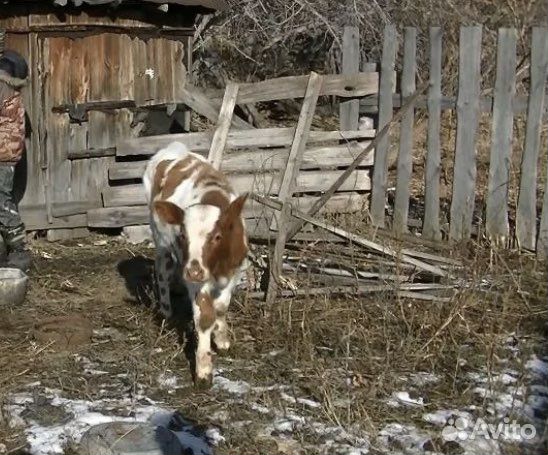 Быки иТелки сименталки