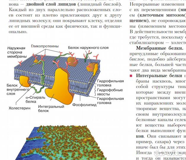 Физиология человека с основами патофизиологии