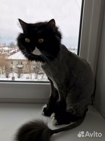 Стрижка кошек