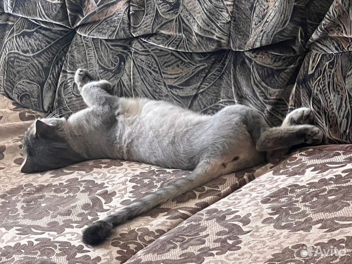 Британская кошка