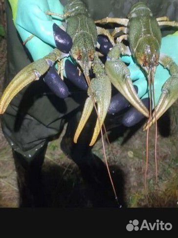 Живые и вареные раки