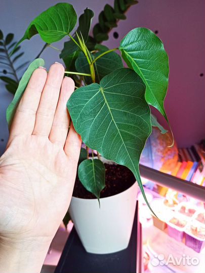 Фикус священный Эдем