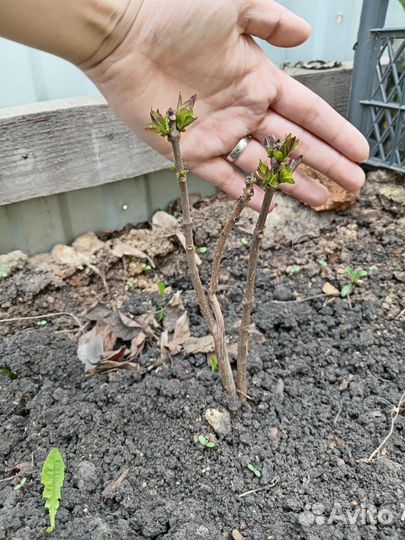 Садовые растения