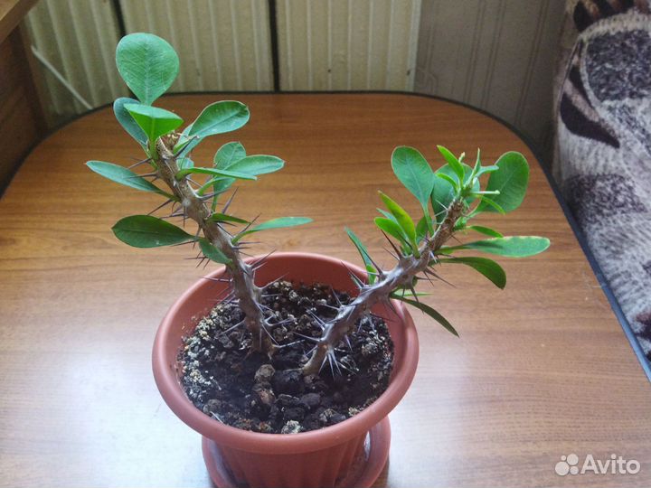 Комнатные цветы