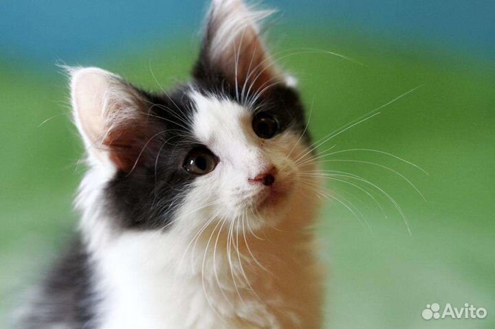 Девочка котенок