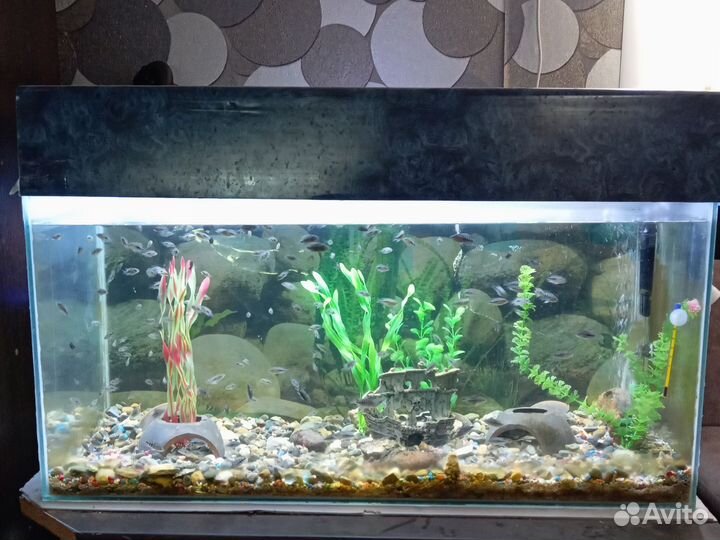 Аквариум с рыбками на 200 л
