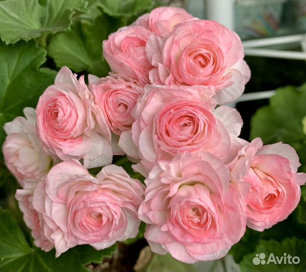 Сортовые пеларгонии