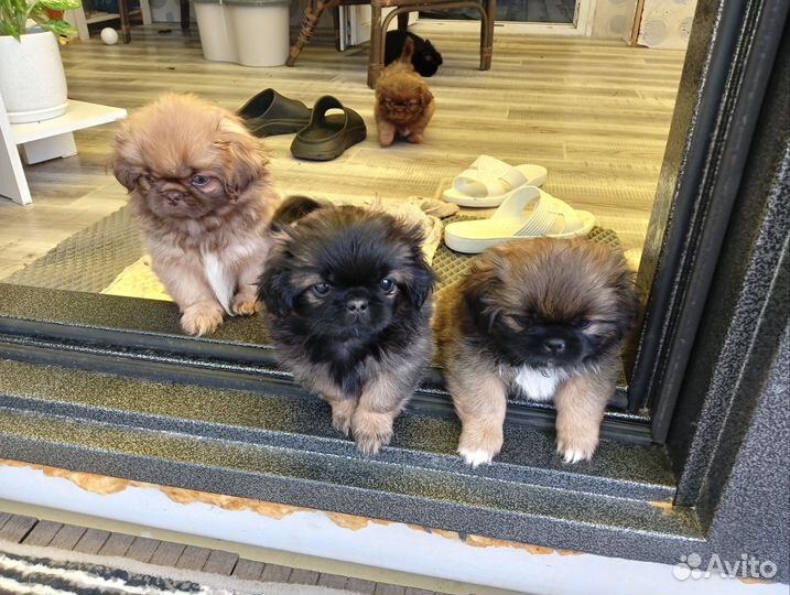 Щенки пнкинеса