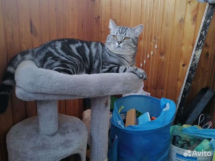 Кот британский в дар бесплатно