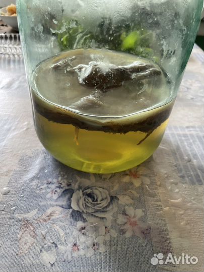 Чайный гриб