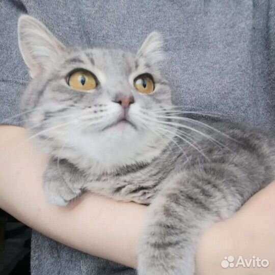 Булочка Нэнси ищет дом