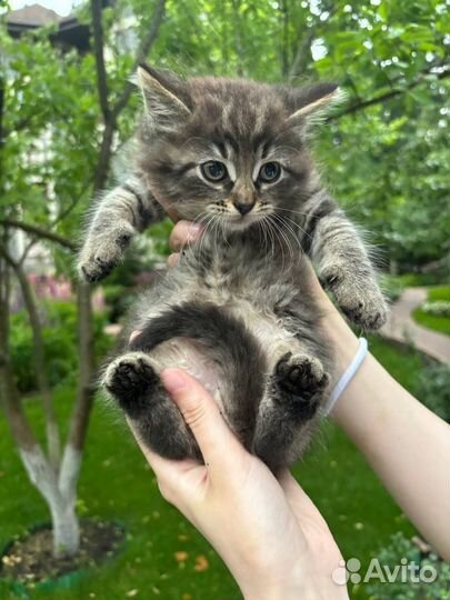 Отдам котенка в добрые руки