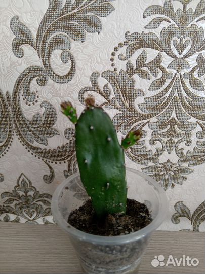 Кактус опунция