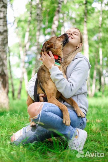 Небольшая ласковая собачка Юла в поисках дома