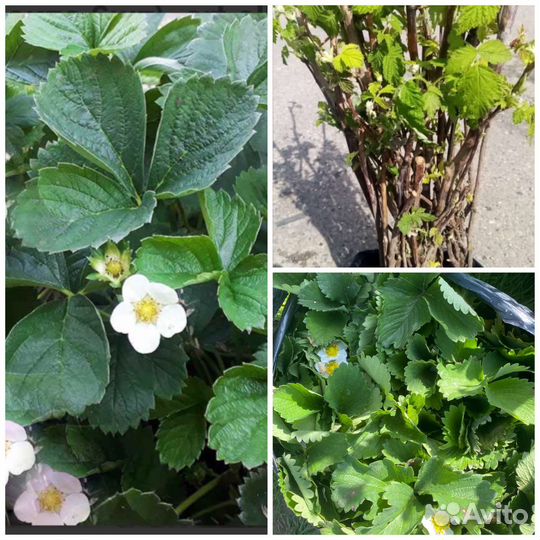 Клубника и малина рассада