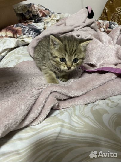 Шотландские котята