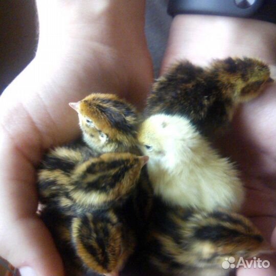 Перепелята любого возраста и породы