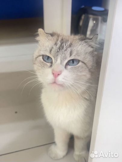 Кошка