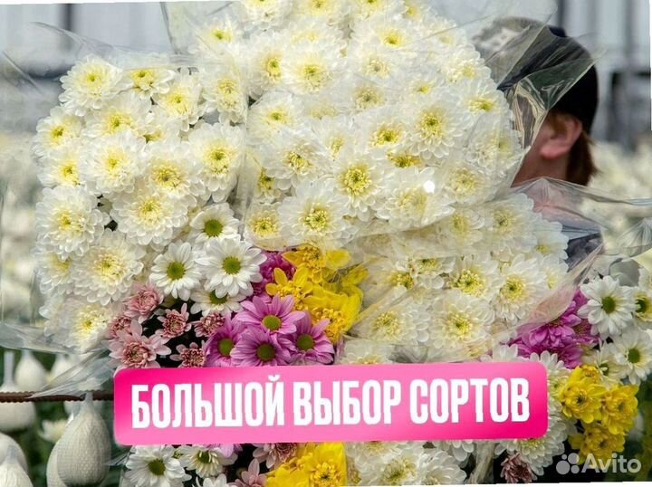 Хризантема срез оптом с доставкой
