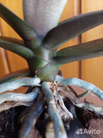 Орхидея парфюмерная фабрика Diffusion