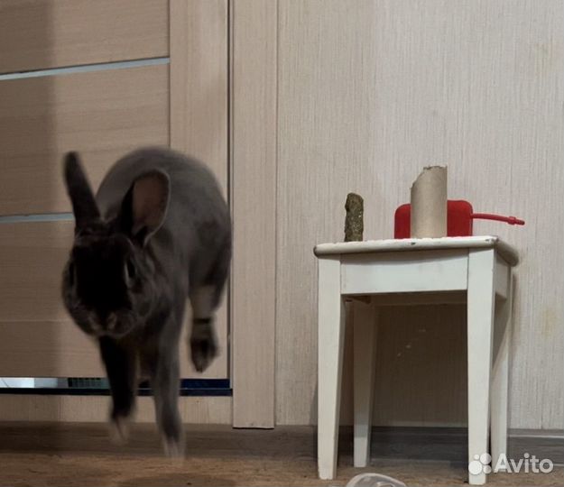 Вязка кроликов